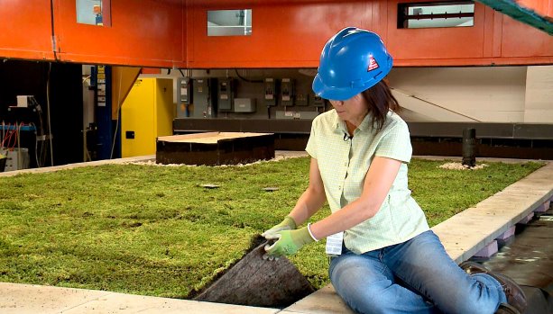 Intensive research continues on vegetated roof mats