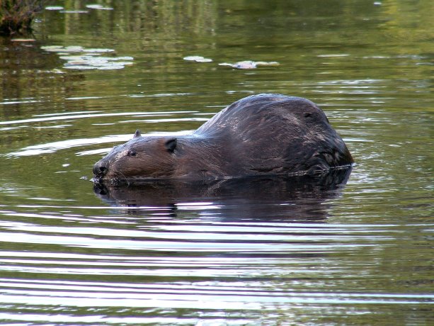Beaver tales: Alberta homeowner enlists local wildlife to engineer a dam