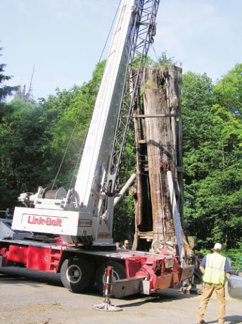 Contractors step up to save ancient Vancouver tree