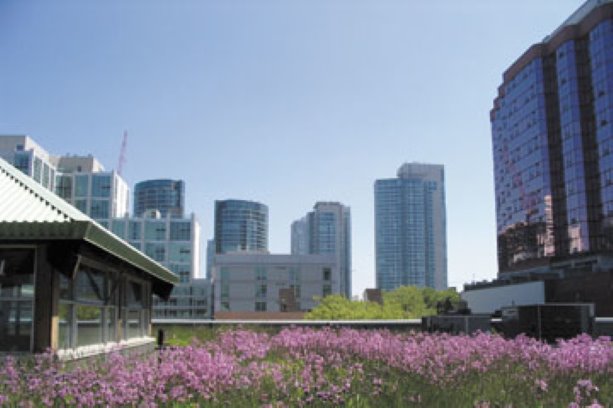 Fire safety concerns raised for green roofs