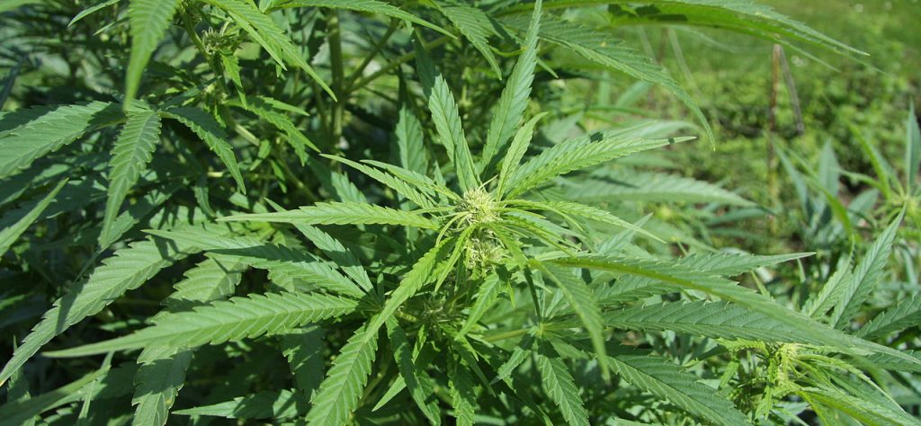 Engineering insights for marijuana facilities shared at BUILDEX Calgary