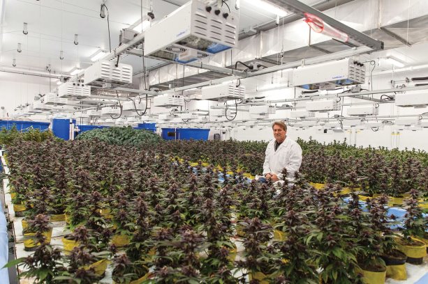 Construction partners execute concrete plans for medical marijuana