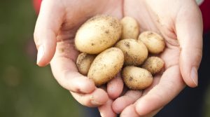 McCain to spend $600M to double potato processing capacity in southern Alta.