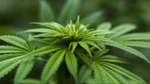 GrowForce announces flagship Winnipeg cannabis facility
