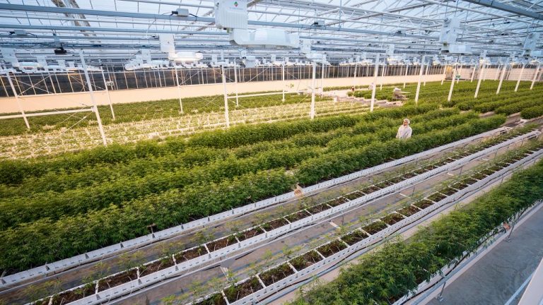 Aurora Sky is an 800,000-square-foot production hybrid greenhouse facility with a footprint larger than 16 football fields in Leduc County, Alta. Aurora Sky is capable of producing in excess of 100,000 kilograms of high-quality, low-cost cannabis per year.