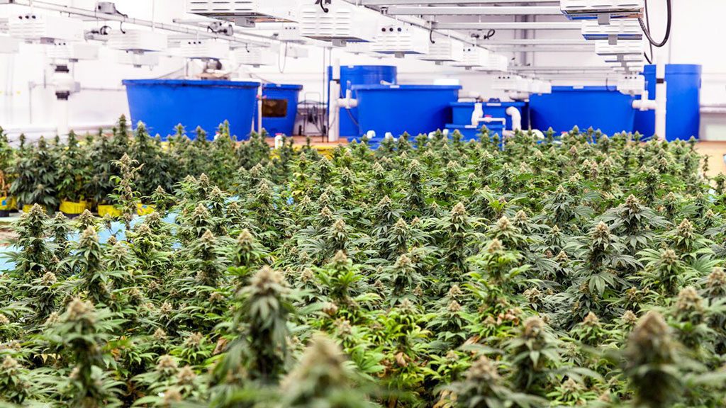Zealous expansion underway for Hamilton-area cannabis operation