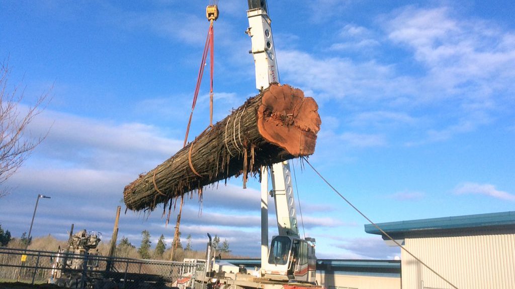 B.C. students to carve massive cedar canoe