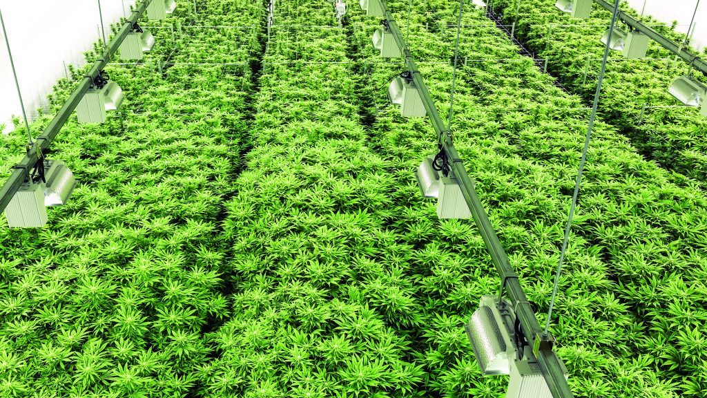 Engineer deals the straight dope on marijuana production facilities