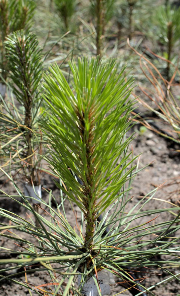 A ponderosa pine seedling grows during a test. Researchers are currently looking to expand ponderosa pine tree forests in B.C. as climate change begins to impact the province. 