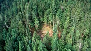 Program aims to restore oil and gas legacy sites in B.C.