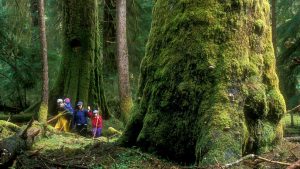 Forestry investigation finds old growth protection inadequate