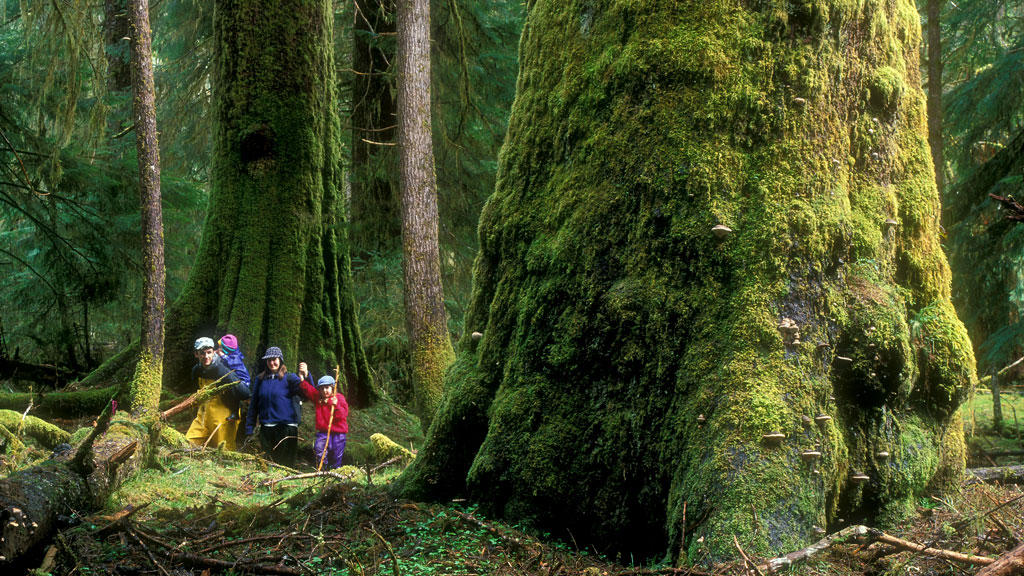 Forestry investigation finds old growth protection inadequate
