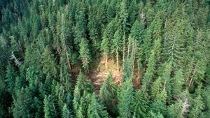 Legislation aims to change B.C. forestry