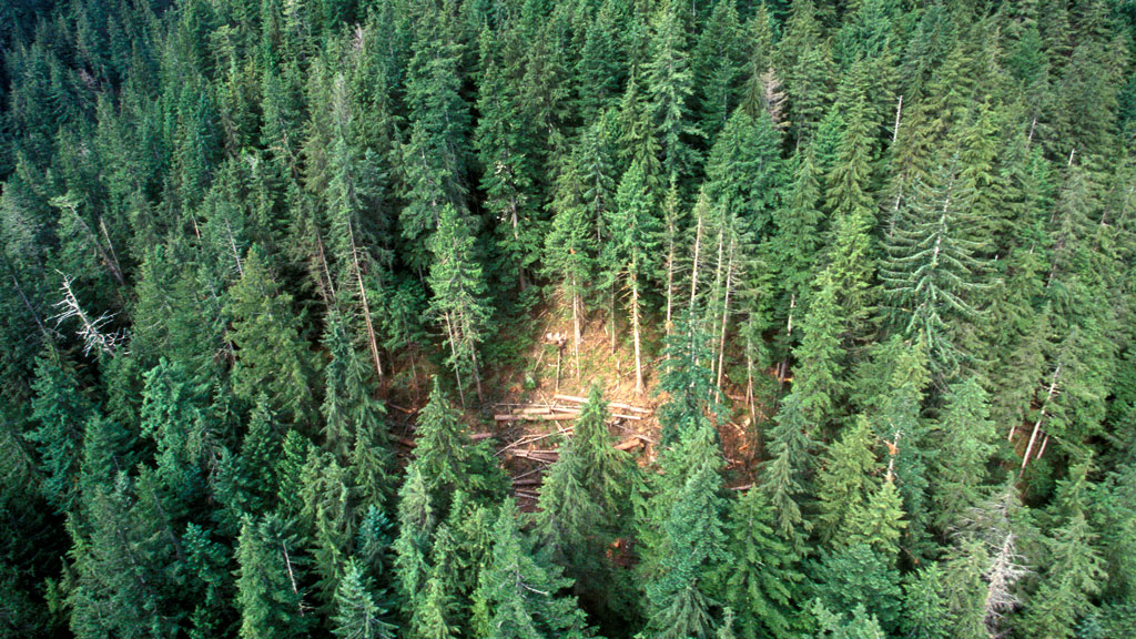 Legislation aims to change B.C. forestry