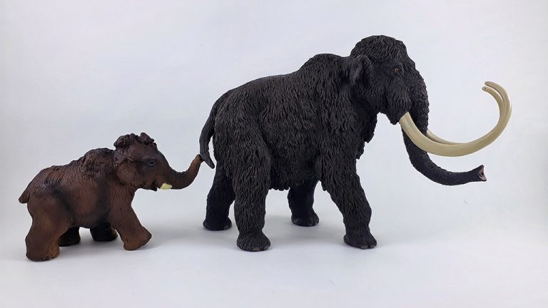 A mummified baby wooly mammoth similar to the illustration above has been found in Klondike gold fields within Trʼondëk Hwëchʼin Traditional Territory in the Yukon.