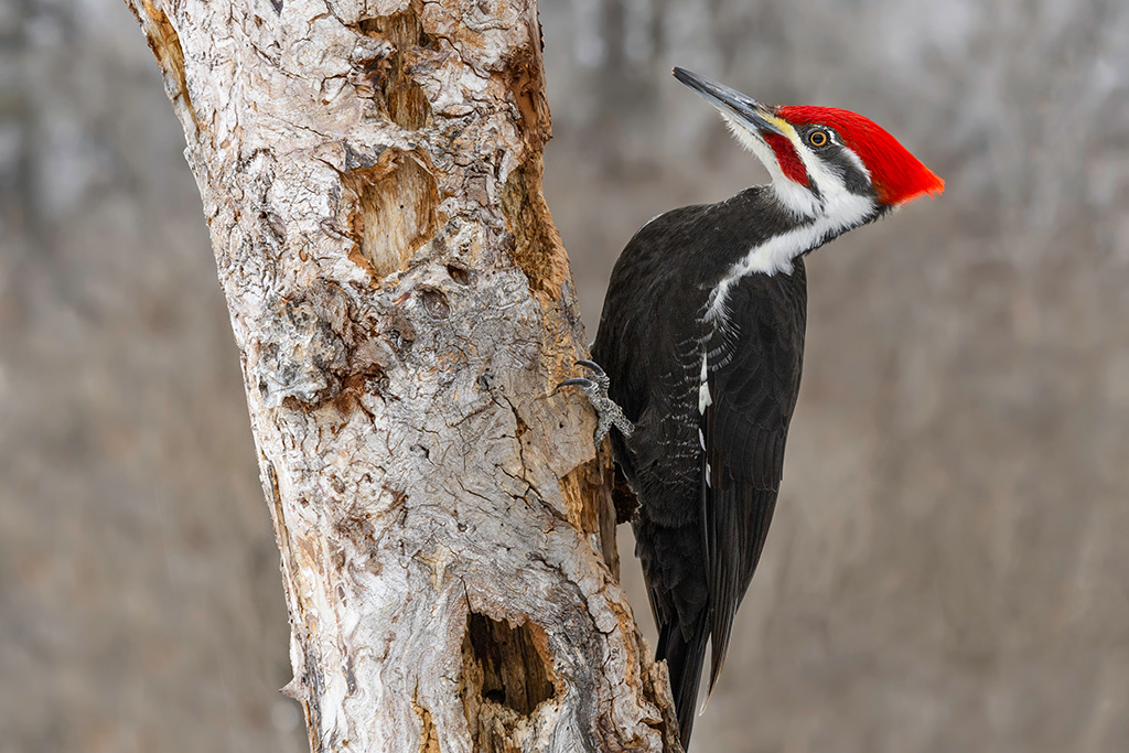 Woodpecker nest halts construction of TMX pipeline near Bridal Falls, B.C.