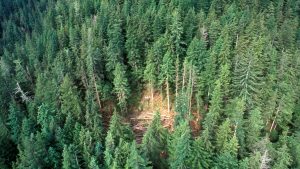 Western Forest Products investing in B.C. facilities