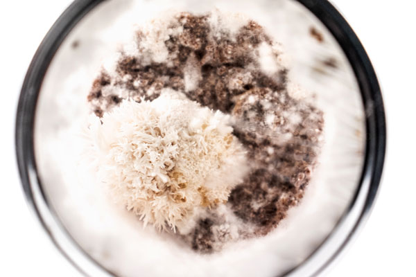 Early-stage growth of mycelium in a mason jar comprised of sterilized oats, sawdust and water. A University of Winnipeg research team are working with mycelium, the root-like structure of mushrooms, to see if it could serve as an alternative to building materials like insulation and bricks.