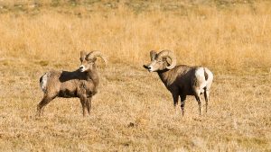 New wildlife overpass to reduce collisions in high-risk bighorn sheep corridor