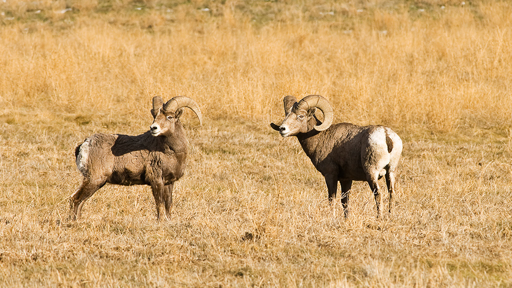 Why High-Speed Rail To Vegas Means Bighorn Sheep And Other Wildlife Will  Get New Crossings