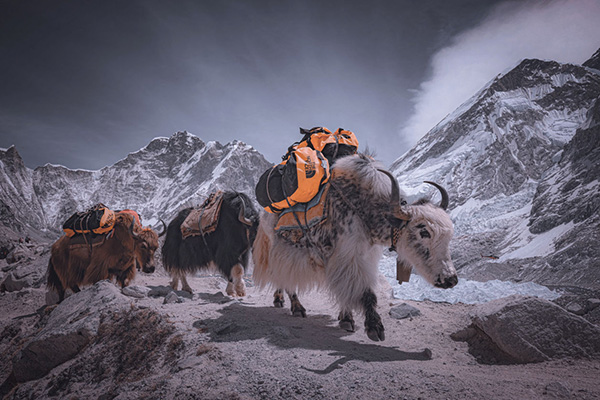 Mike Enter says the Nepali sherpas are the unsung heroes of mountain climbing, summiting Mount Everest several times before the official season opens for tourists to clear the path and prepare the camps for the busy season. As seen above, sherpas use hardy yaks to transport gear in the mountains.
