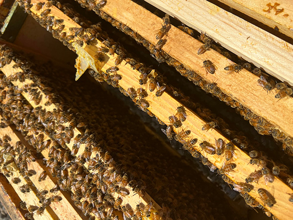 Lafarge partnered with Alveole to install the hives. Alveole helps companies achieve sustainability goals by bringing bees to their buildings.