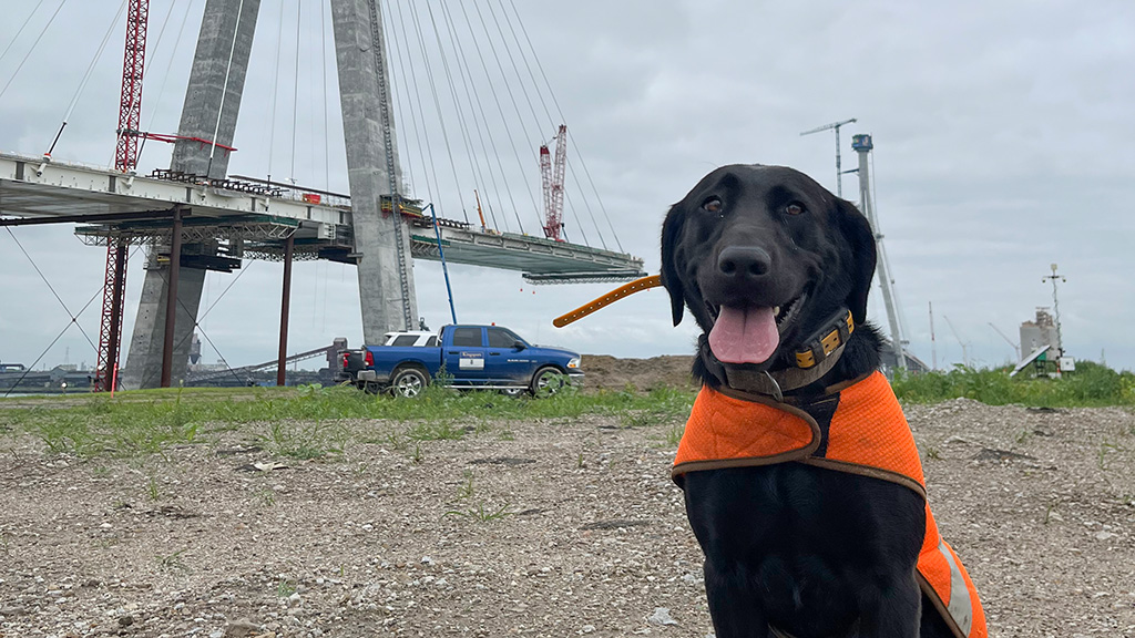 ‘Demon’ the dog helps keep Gordie Howe Bridge site safe