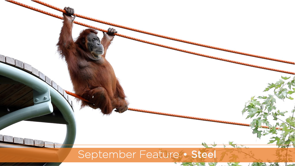 Going bananas: Orangutans find new home amid steel poles, cables
