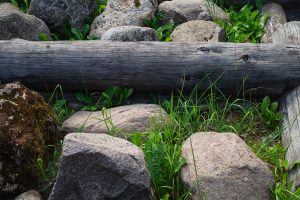 This simple log structure may be the oldest example of early humans building with wood