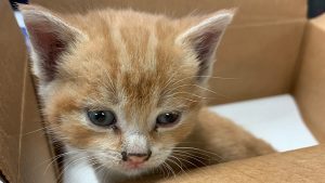 Kitten found at Gordie Howe bridge site becomes unofficial mascot