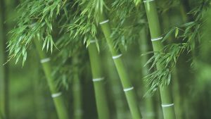 Brock researcher explores using engineered bamboo as a sustainable building material