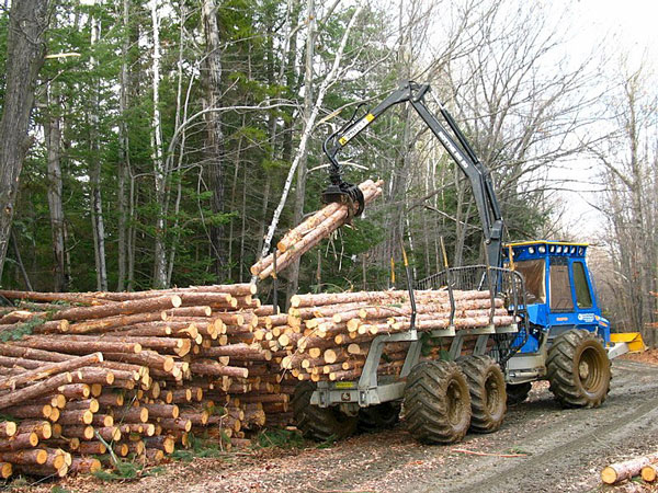 A new report shines light on the carbon emissions resulting from the logging industry in Canada. 