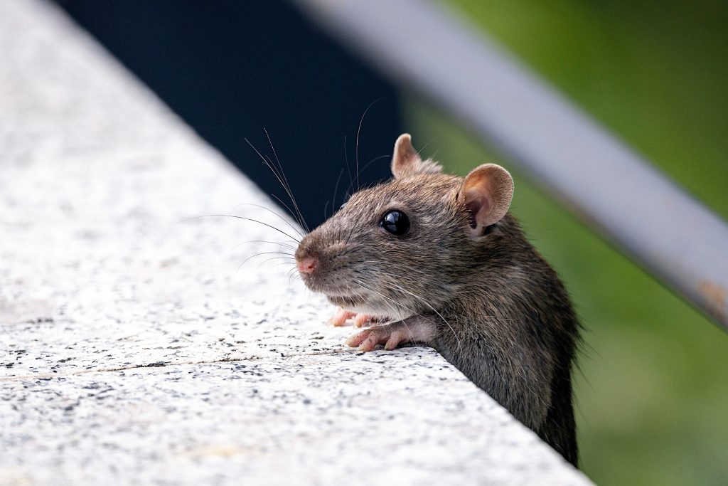 Rat complaints on the rise in Montreal as critics demand city take action