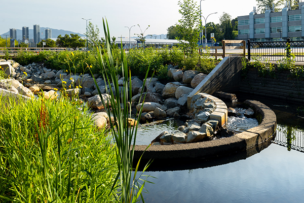Working with BCIT, the team decided against replacing the culvert. Instead, they opted to design a daylit, vegetated corridor and naturalized fishway, and to restore the connection between the upper and lower portions of the creek.