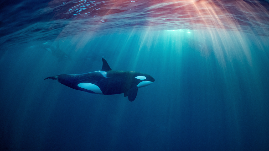 Anti-whaling campaigner Paul Watson slams Nova Scotia's Whale Sanctuary Project