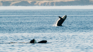 N.S. Whale Sanctuary Project: France says captive whales remain private property
